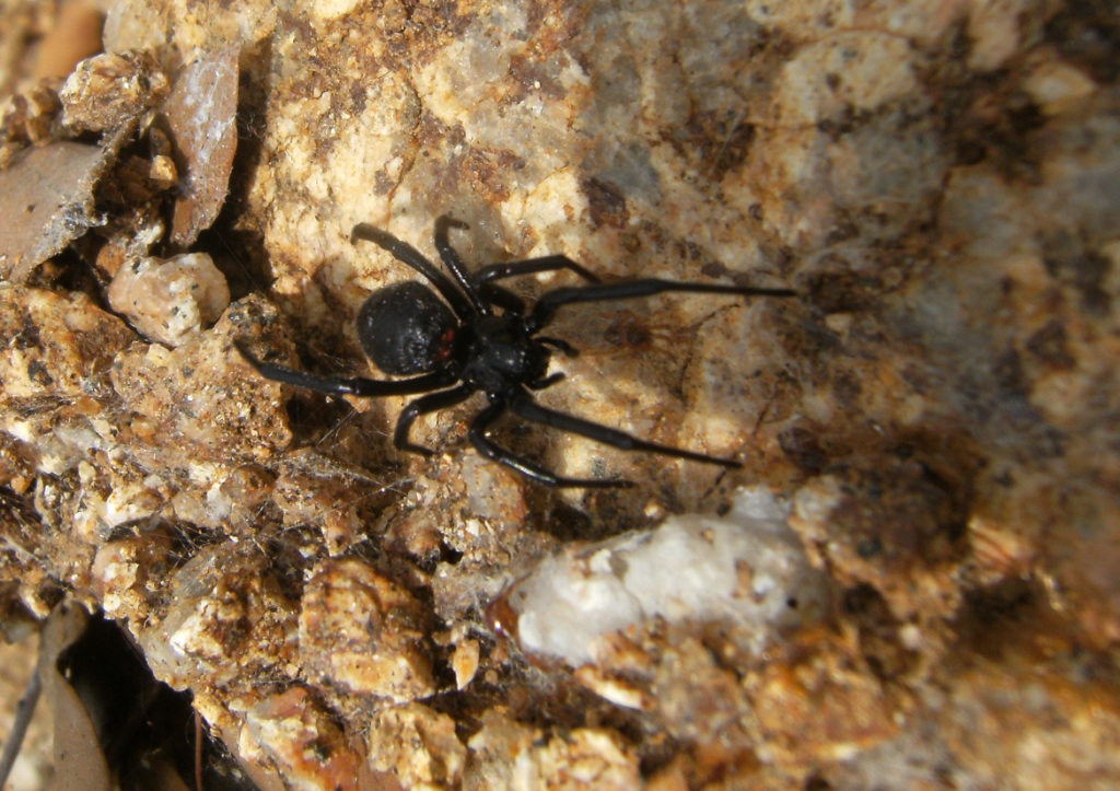 Latrodectus tredecimguttatus